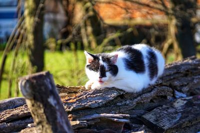 Cat looking away