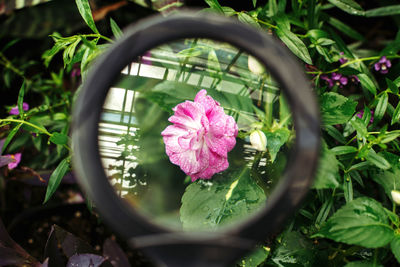 View of pink flower through magnifying glass in botanical garden. 