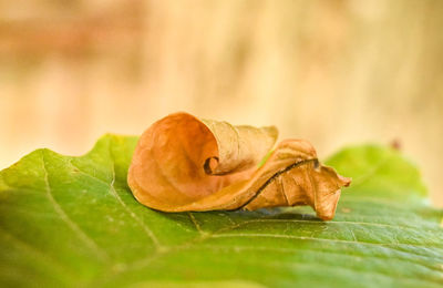 Close-up of dry leaves