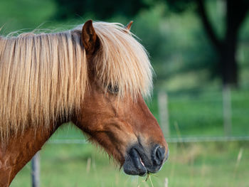 Close-up of a horse