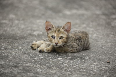 Portrait of kitten on street