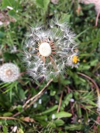 Close-up of dandelion flower on field