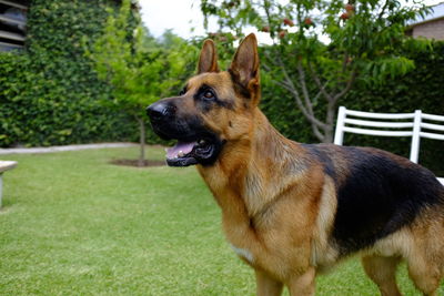 Dog looking away on field