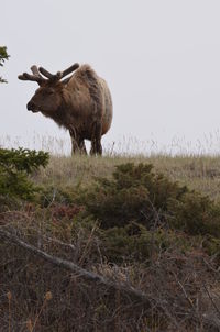 Moose on field against clear sky