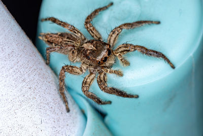 Close-up of spider