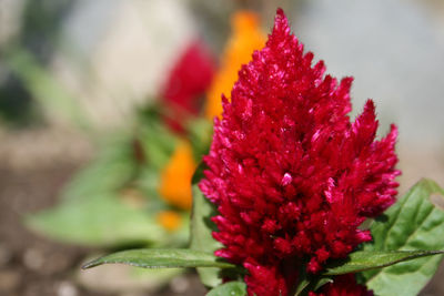 Close-up of red flower