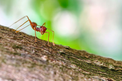 Close-up of ant on wood