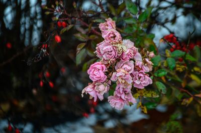 Close-up of pink flowers