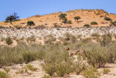 Cheetah walking in desert scenery in kgalagadi transfrontier park, south africa