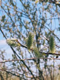 Low angle view of pine tree branch