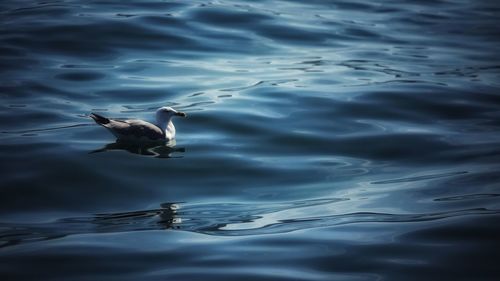 High angle view of seagull flying over sea