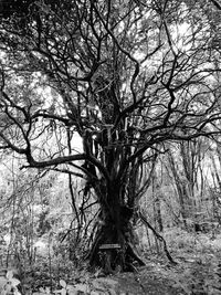 Low angle view of bare tree against sky