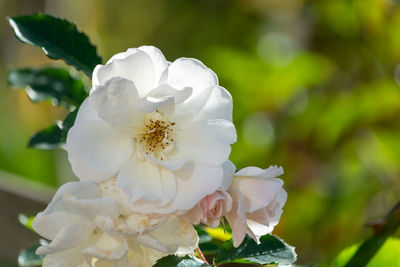 Close-up of white rose