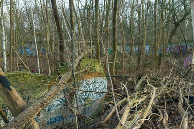 Bare trees in forest