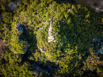 High angle view of trees and plants in lake