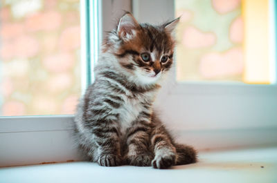 Cat sitting on a window