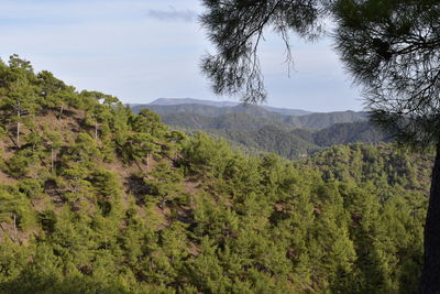 Pine forests on mountains. troodos, cyprus