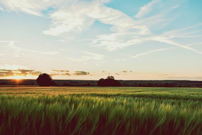 Scenic view of field against sky during sunset