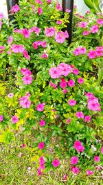 Close-up of pink cosmos flowers blooming outdoors