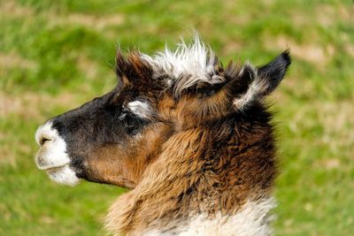 Close-up of a horse on a field