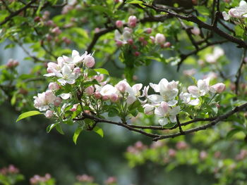 Close-up of white apple blossoms in spring