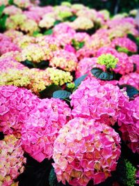 Close-up of pink rose flowers