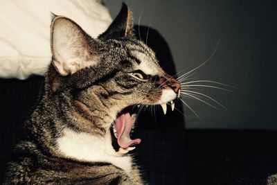 Close-up of a cat looking away