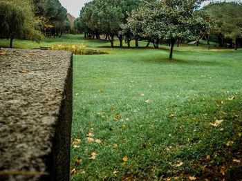 Trees on grassy field