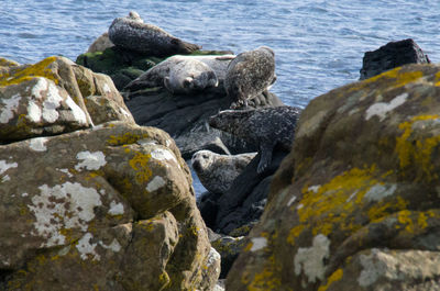 Rocks in sea