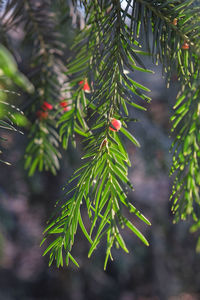 Close-up of pine tree