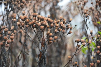 Close-up of snow on plant