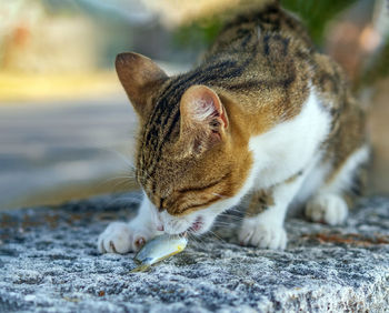 Cat is eating fish outdoor. close-up.