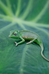 Close-up of lizard