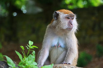 Close-up of monkey