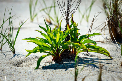 Close-up of fresh plant in water