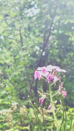 Close-up of pink flowers