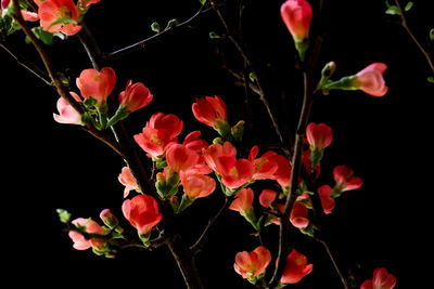 Close-up of flowers against blurred background