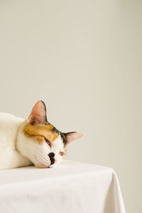 Face of tabby cat sleeping on white table against white wall.