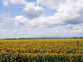 Scenic view of sunflower field against cloudy sky