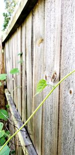 Close-up of plant against wall