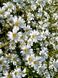 Close-up of white flowers blooming outdoors