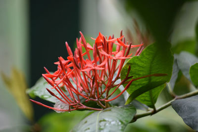 Close-up of red flowering plant