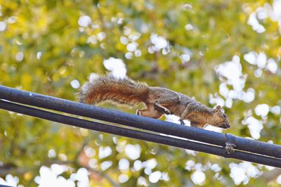 Low angle view of squirrel on tree