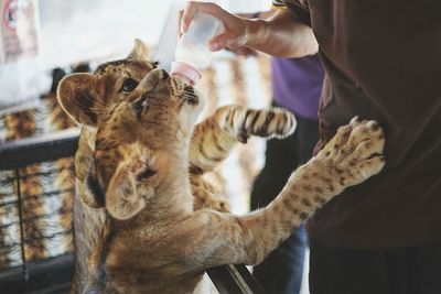 Close-up of man feeding young lions