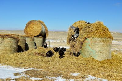 Turkeys feeding around hay bales
