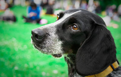 Close-up of dog