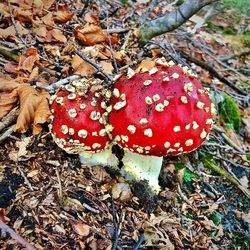 High angle view of mushroom growing on field