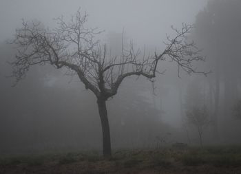 Bare tree against sky