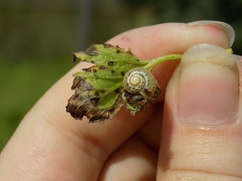 Close-up of hand holding small