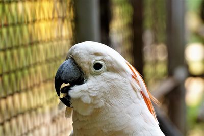 Close up of cockatoo in aviary.